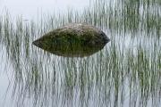 Bubble Pond