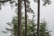 morning fog