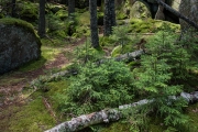 Valley Trail