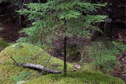 young spruce