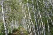 Sieur de Monts