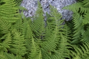 ferns