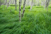 Sieur de Monts