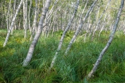 Sieur de Monts