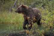 coastal brown bear, Lake Clark National Park