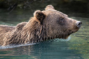 coastal brown bear, Lake Clark National Park
