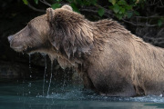 coastal brown bear, Lake Clark National Park