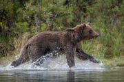 coastal brown bear, Lake Clark National Park