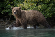 coastal brown bear, Lake Clark National Park