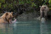 coastal brown bear and cub, Lake Clark National Park