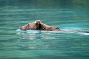 coastal brown bear, Lake Clark National Park