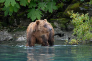 coastal brown bear, Lake Clark National Park