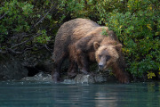 coastal brown bear, Lake Clark National Park