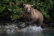 coastal brown bear, Lake Clark National Park