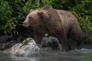 coastal brown bear, Lake Clark National Park