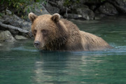 coastal brown bear, Lake Clark National Park