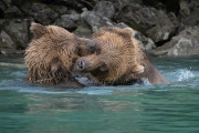 coastal brown bears (sow and yearling cub), Lake Clark National Park