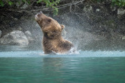 coastal brown bear, Lake Clark National Park