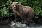coastal brown bear, Lake Clark National Park