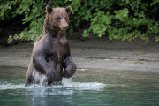 coastal brown bear, Lake Clark National Park