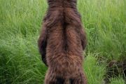 coastal brown bear, Admiralty Island