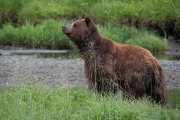 coastal brown bear, Admiralty Island