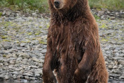 coastal brown bear, Admiralty Island