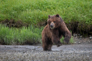 coastal brown bear, Admiralty Island