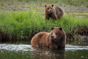 coastal brown bears (sow and spring cub), Admiralty Island