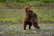 coastal brown bears (spring cubs), Admiralty Island
