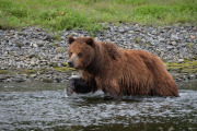 coastal brown bear, Admiralty Island