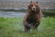 coastal brown bear, Admiralty Island