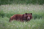 coastal brown bear, Admiralty Island