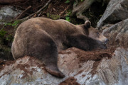 coastal brown bear, Baranof Island