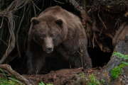 coastal brown bear, Baranof Island