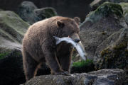 coastal brown bear, Baranof Island