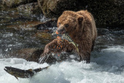 coastal brown bear, Baranof Island