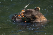 coastal brown bear, Baranof Island