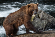 coastal brown bear, Baranof Island