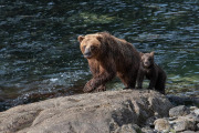 coastal brown bears (sow and spring cub), Baranof Island