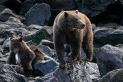 coastal brown bears (sow ans spring cubs), Baranof Island
