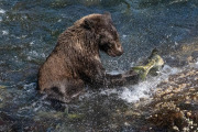 coastal brown bear, Baranof Island