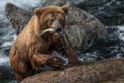 coastal brown bear, Baranof Island