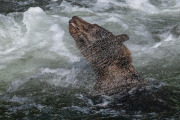 coastal brown bear, Baranof Island