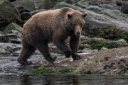 coastal brown bear, Baranof Island