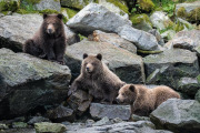 coastal brown bear spring cubs, Baranof Island
