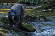 Black bear, Anan Creek