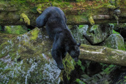 Black bear, Anan Creek