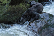 Black bear, Anan Creek