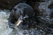 Black bear, Anan Creek